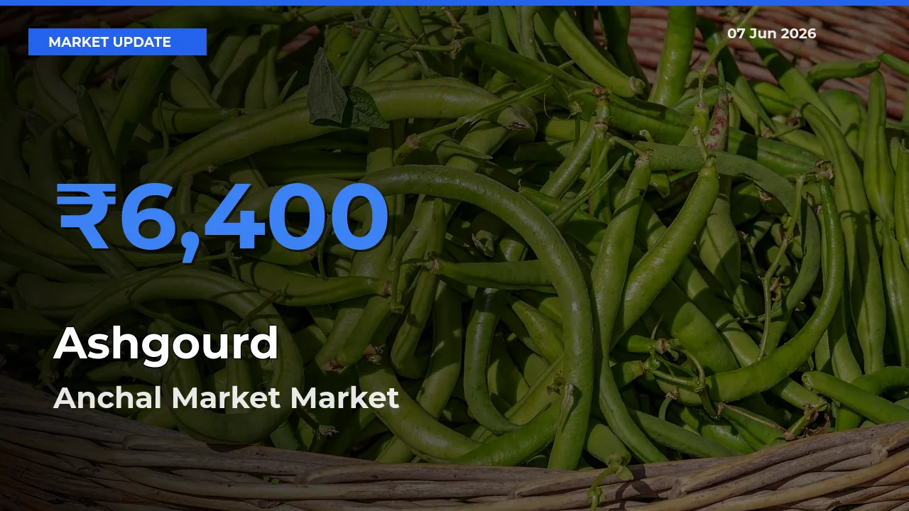 Anchal Market Records Highest ₹6,400 Rate for Ashgourd