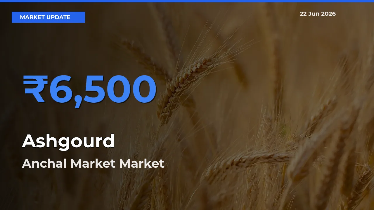 Top Performer! Anchal Market Offers Best Ashgourd Price Today