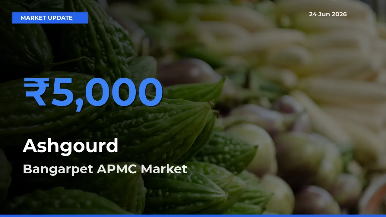 Bangarpet APMC Emerges as Top Mandi for Ashgourd Prices Today
