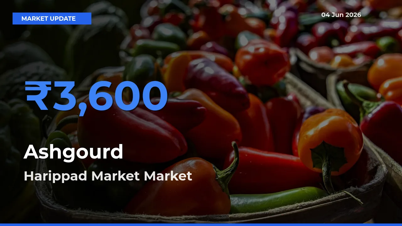 Harippad Market Tops Ashgourd Mandi Rates Today