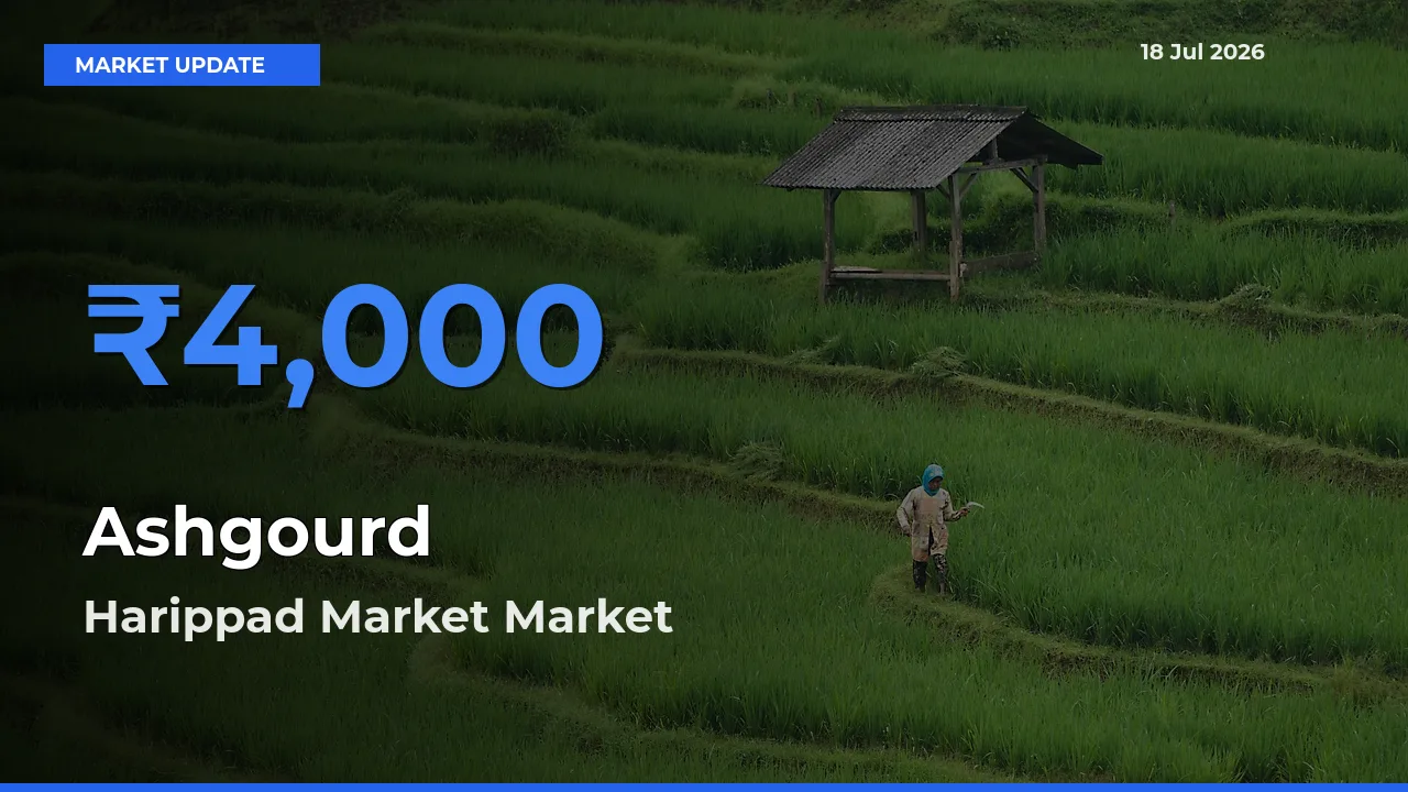 Ashgourd Mandi Rate Today: Harippad Market Tops the List