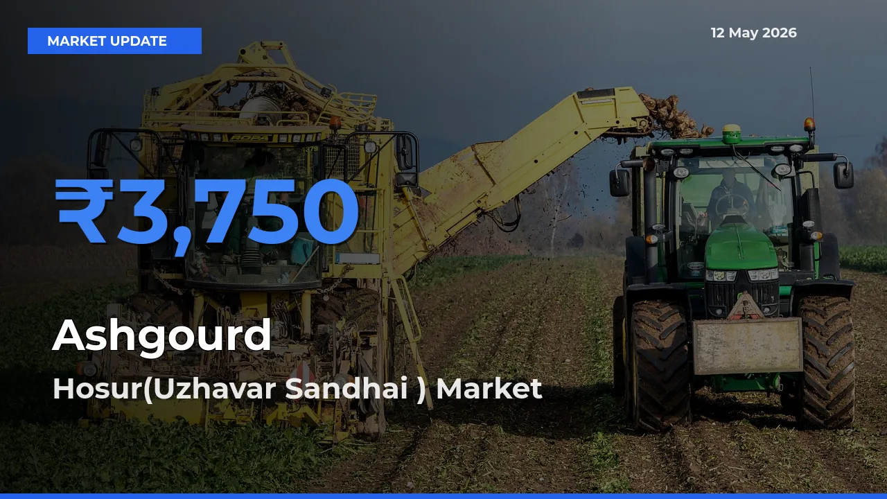 Hosur(Uzhavar Sandhai ) Tops Ashgourd Mandi Rates Today