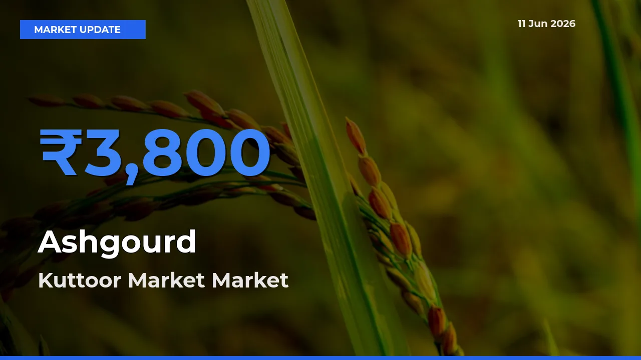 Farmers Prefer Kuttoor Market as Ashgourd Hits Highest Rate