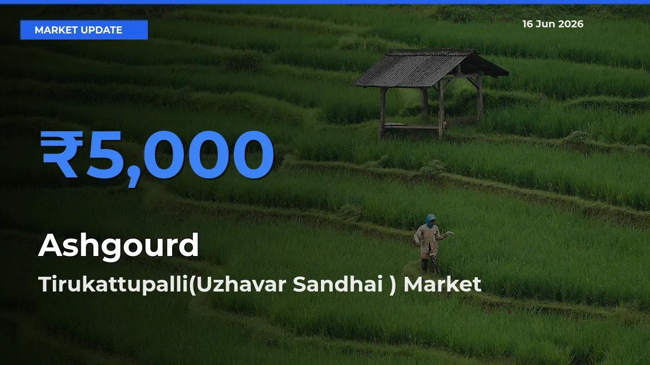 Tirukattupalli(Uzhavar Sandhai ) Leads as Top Mandi for Ashgourd Prices