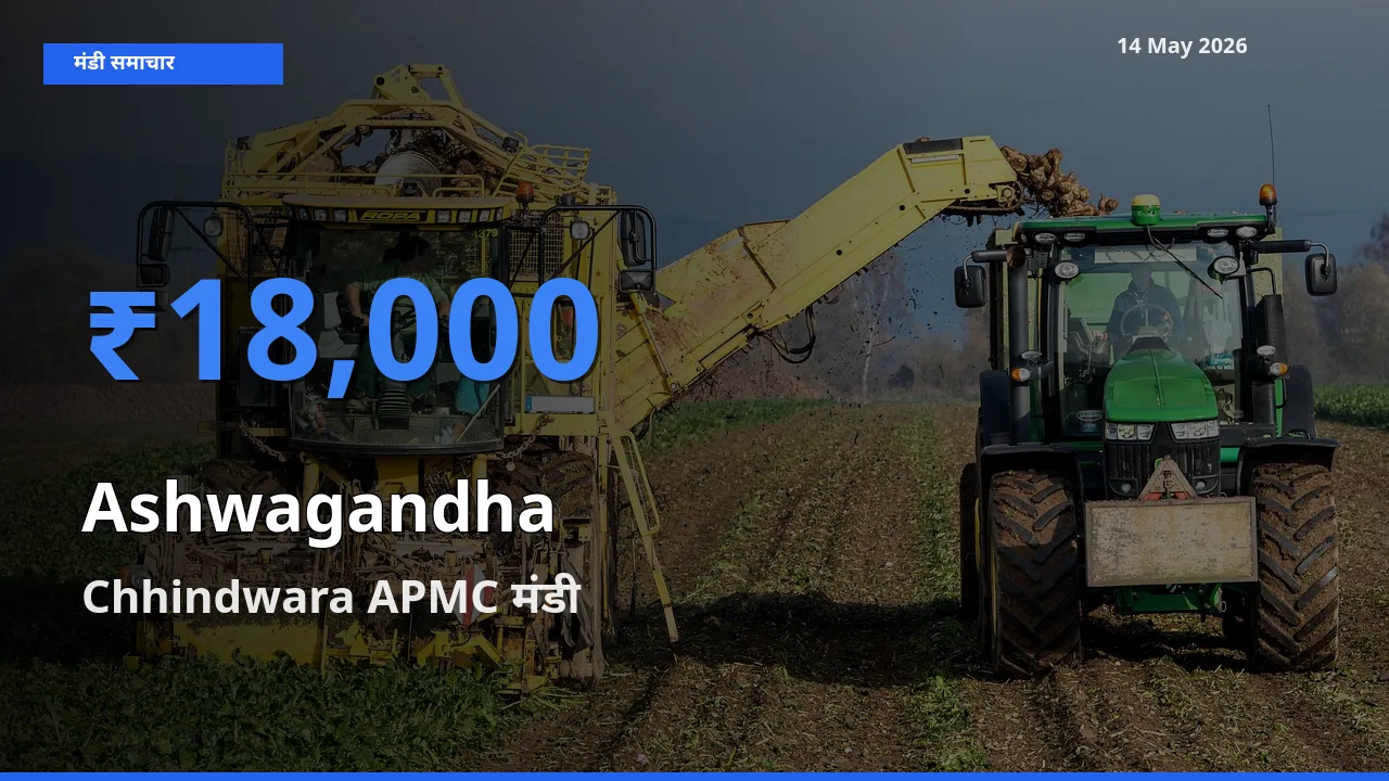 आज का मंडी भाव: अश्वगंधा के सबसे ज़्यादा दाम Chhindwara APMC में