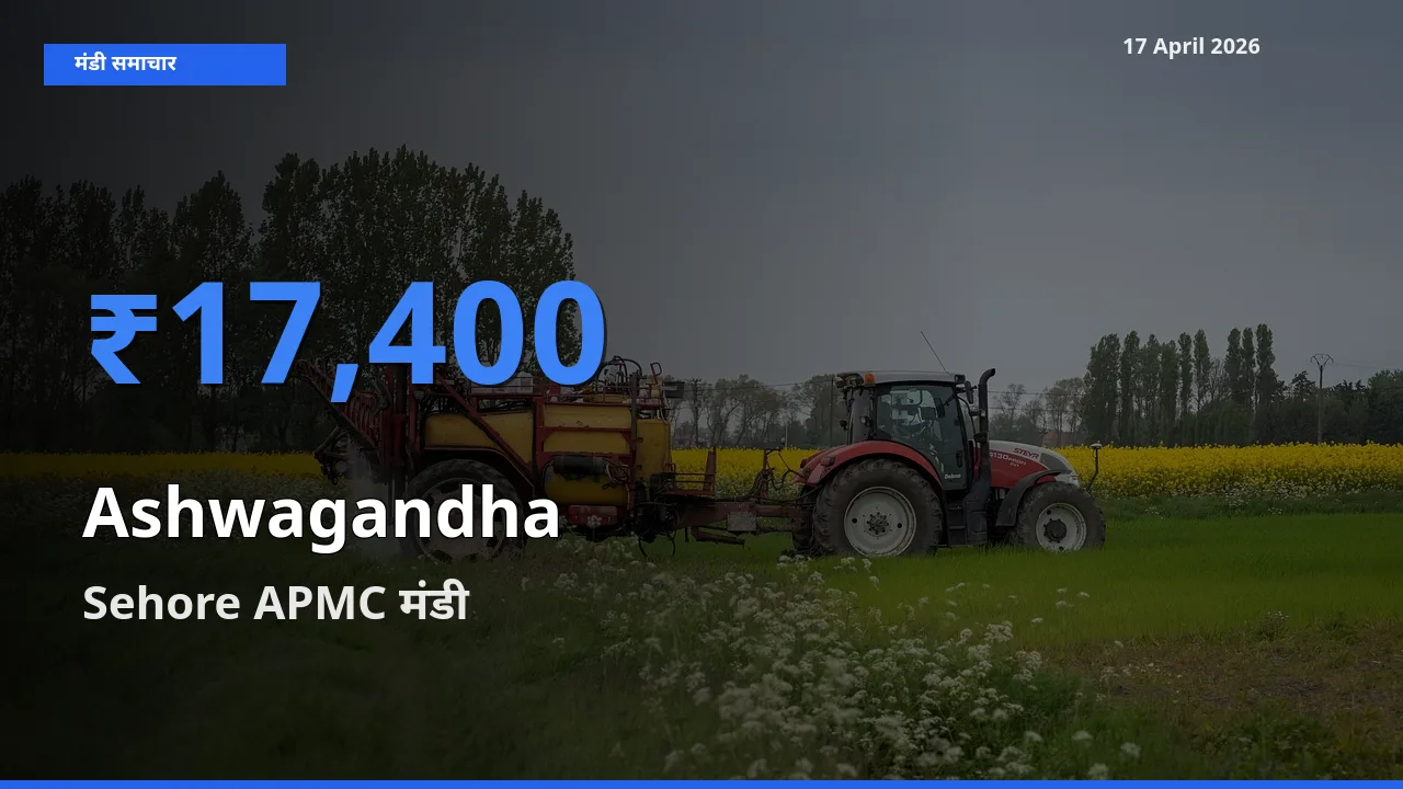 Sehore APMC मंडी में आज अश्वगंधा के सबसे ऊँचे दाम दर्ज