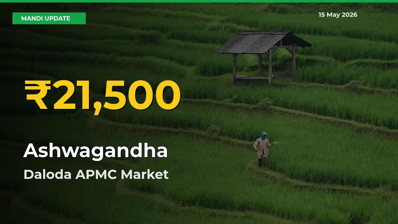 Ashwagandha Price Hits New High in Daloda APMC Today – Check Latest Mandi Rates