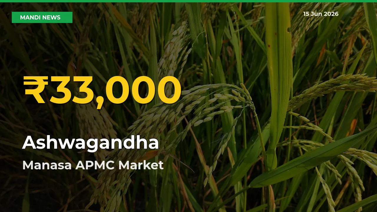 Ashwagandha Price Hits New High in Manasa APMC Today – Check Latest Mandi Rates
