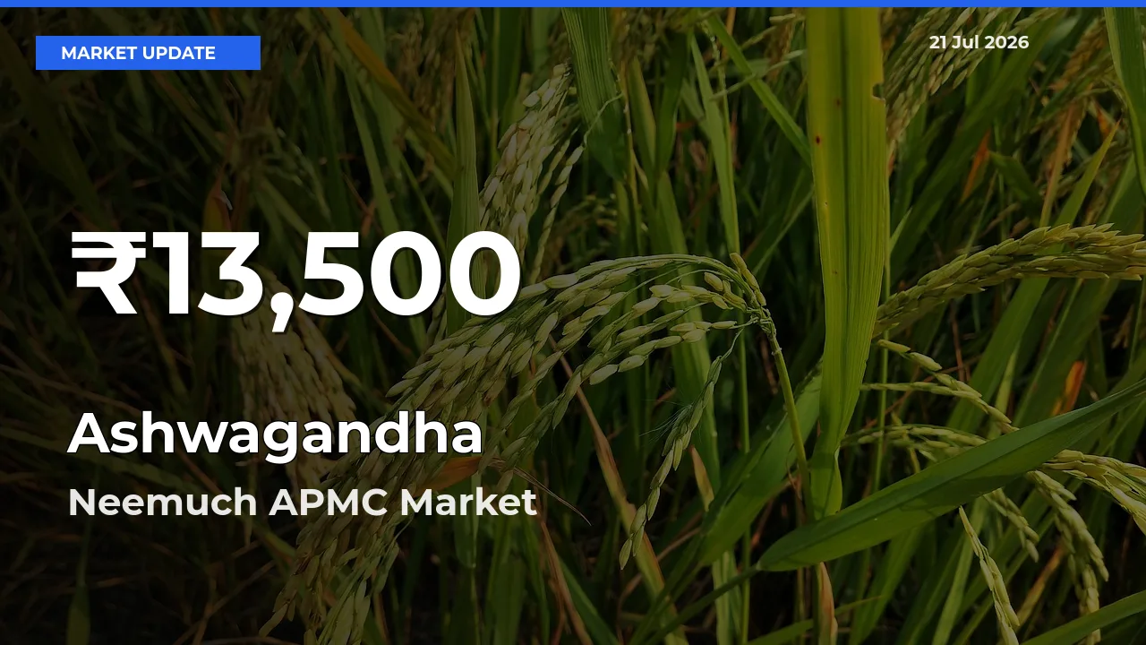 Ashwagandha Falls to ₹13,500 in Neemuch APMC – 30-Day Lowest Rate