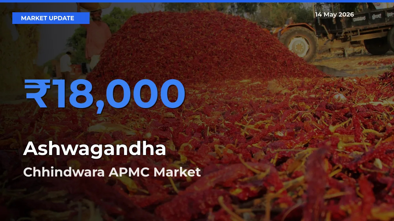 Chhindwara APMC Tops Ashwagandha Mandi Rates Today