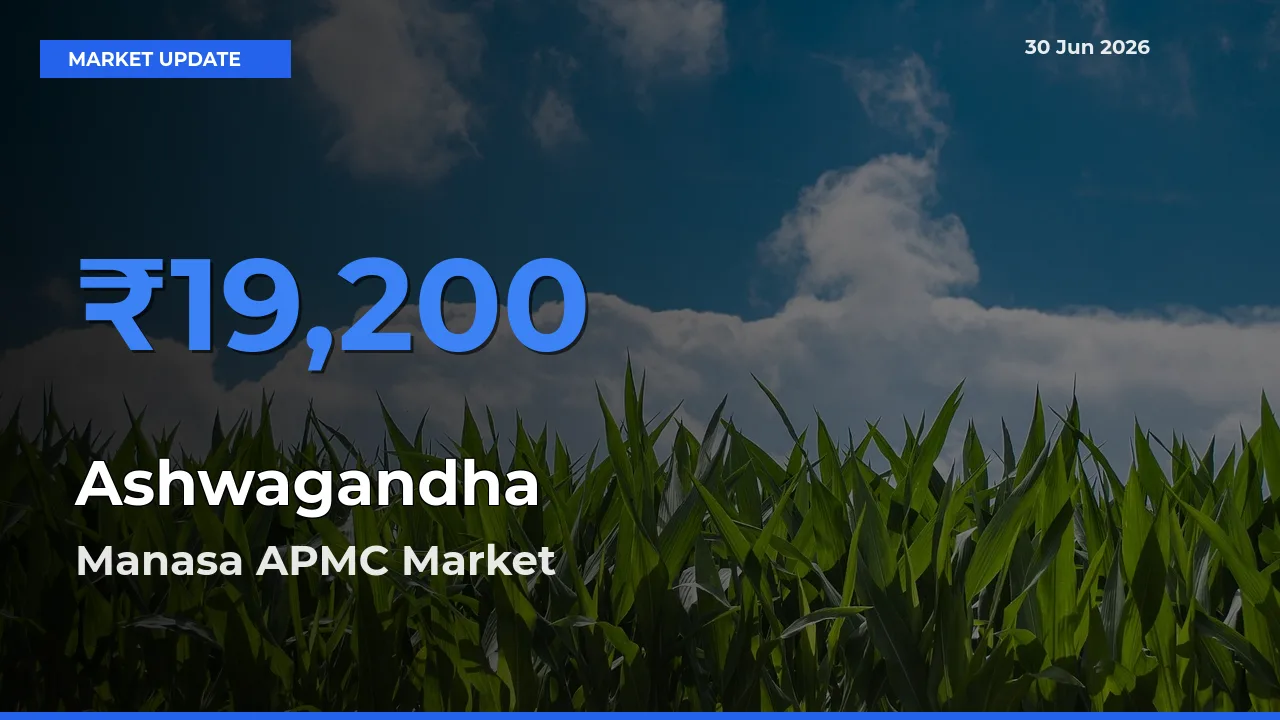 Manasa APMC Tops Ashwagandha Rates – June 30 Market Update