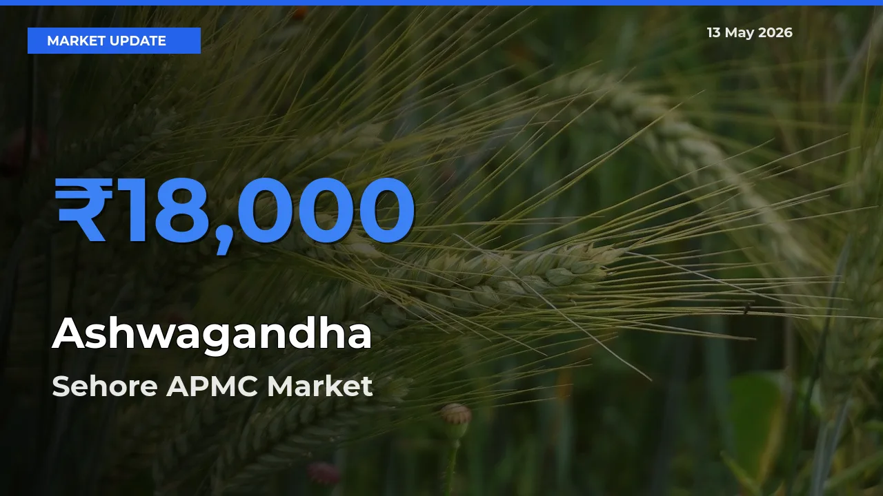 Sehore APMC Tops Ashwagandha Mandi Rates Today