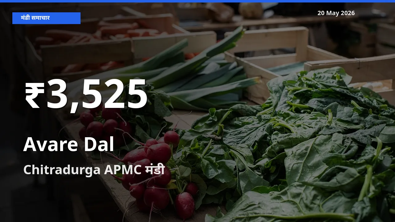Chitradurga APMC में लोबिया दाल ₹3,525 पर गिरा – 30 दिन का न्यूनतम भाव