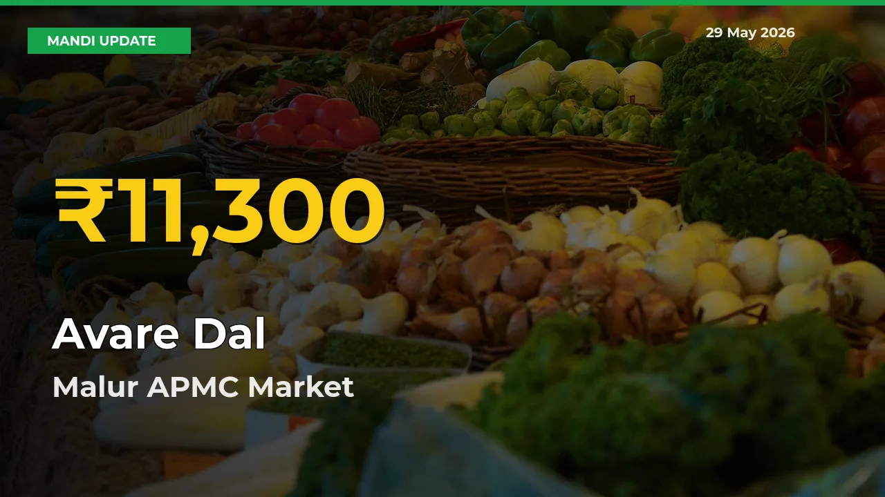 Why Avare Dal Prices Are Climbing in Malur APMC – Today’s New High Explained