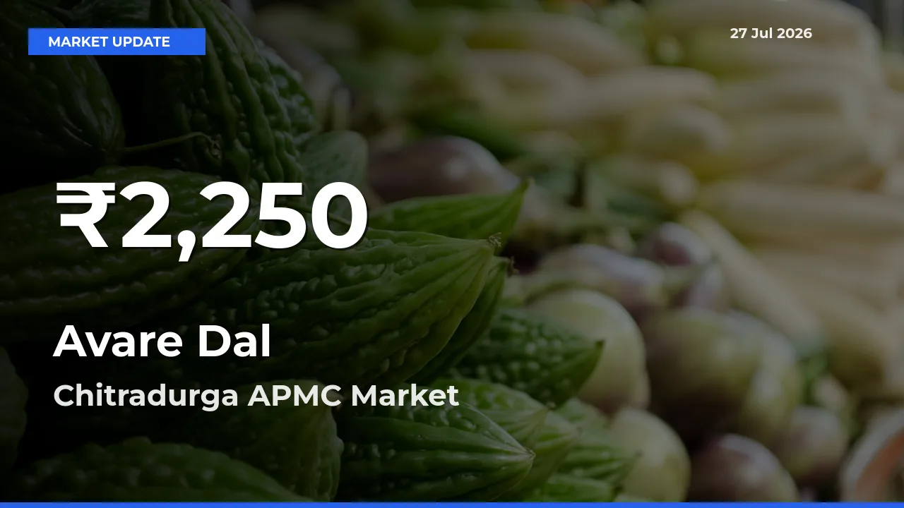 Avare Dal Hits 30-Day Low in Chitradurga APMC, Karnataka