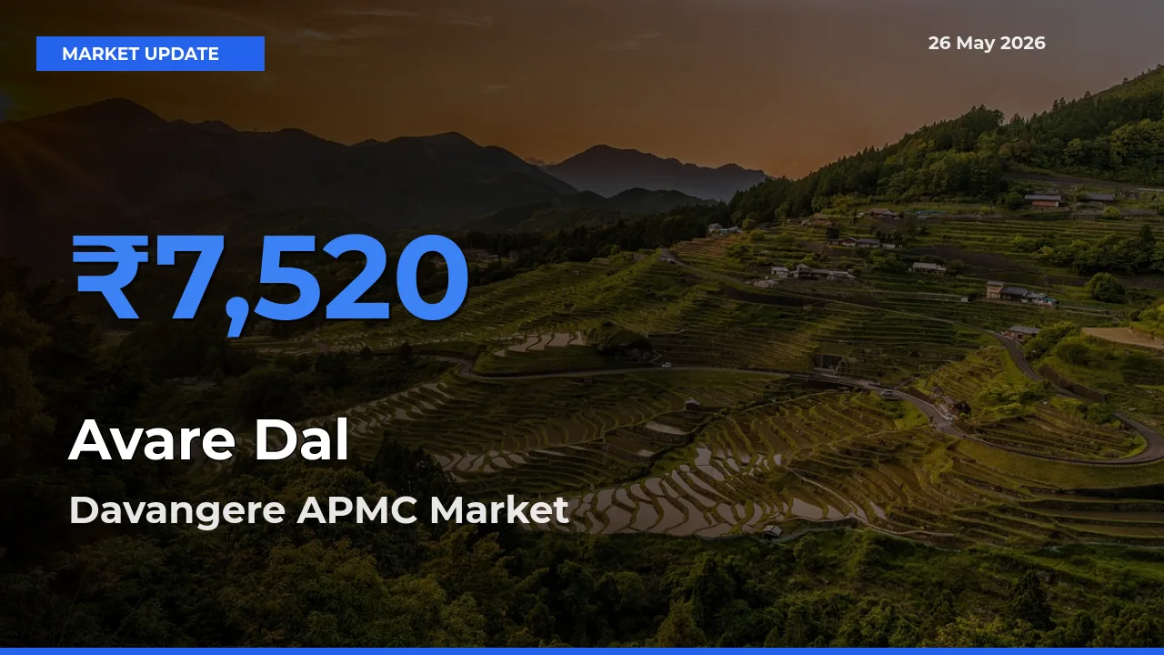 Davangere APMC Leads as Top Mandi for Avare Dal Prices