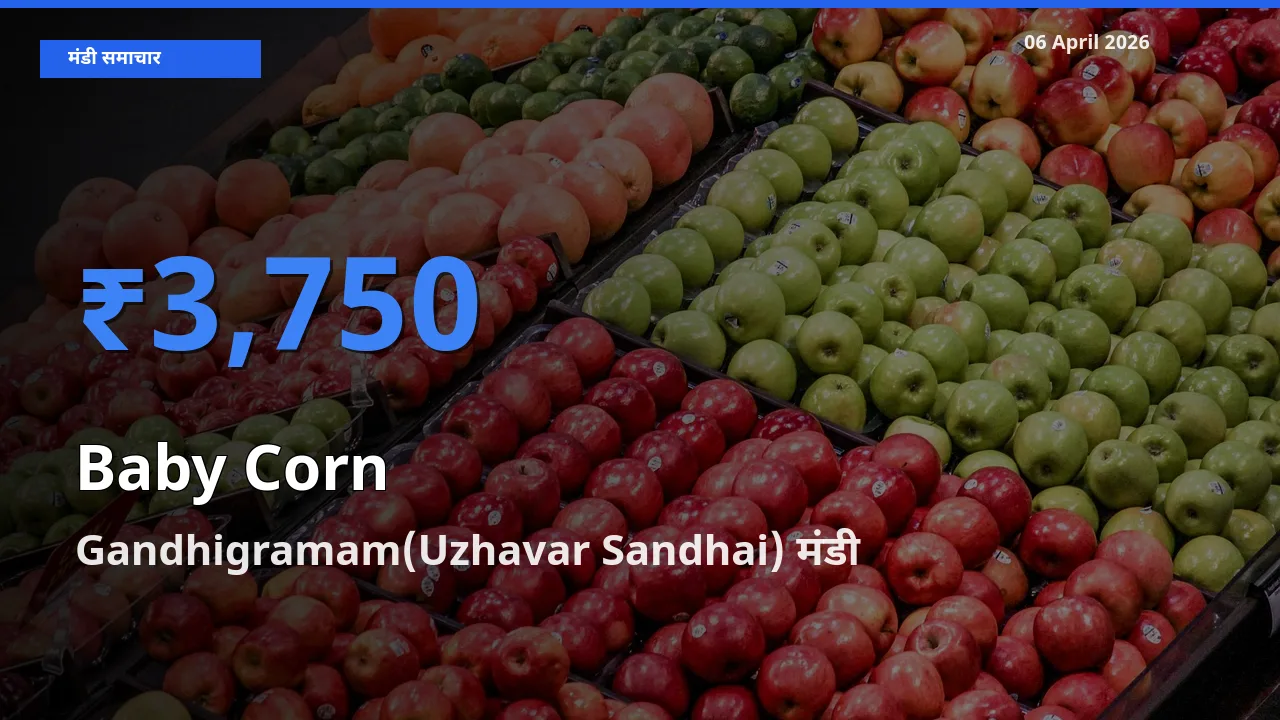 Gandhigramam(Uzhavar Sandhai) में बेबी कॉर्न का आज सबसे ऊँचा भाव