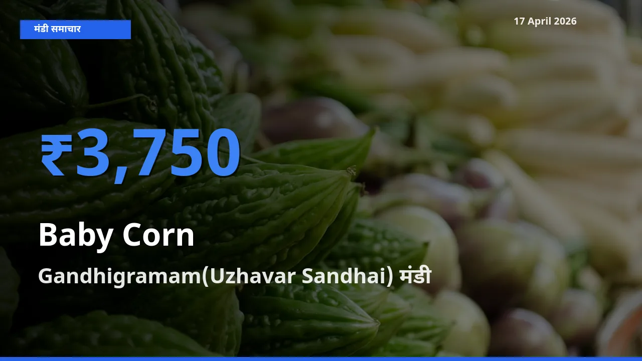 Gandhigramam(Uzhavar Sandhai) मंडी में आज बेबी कॉर्न के सबसे ऊँचे दाम दर्ज