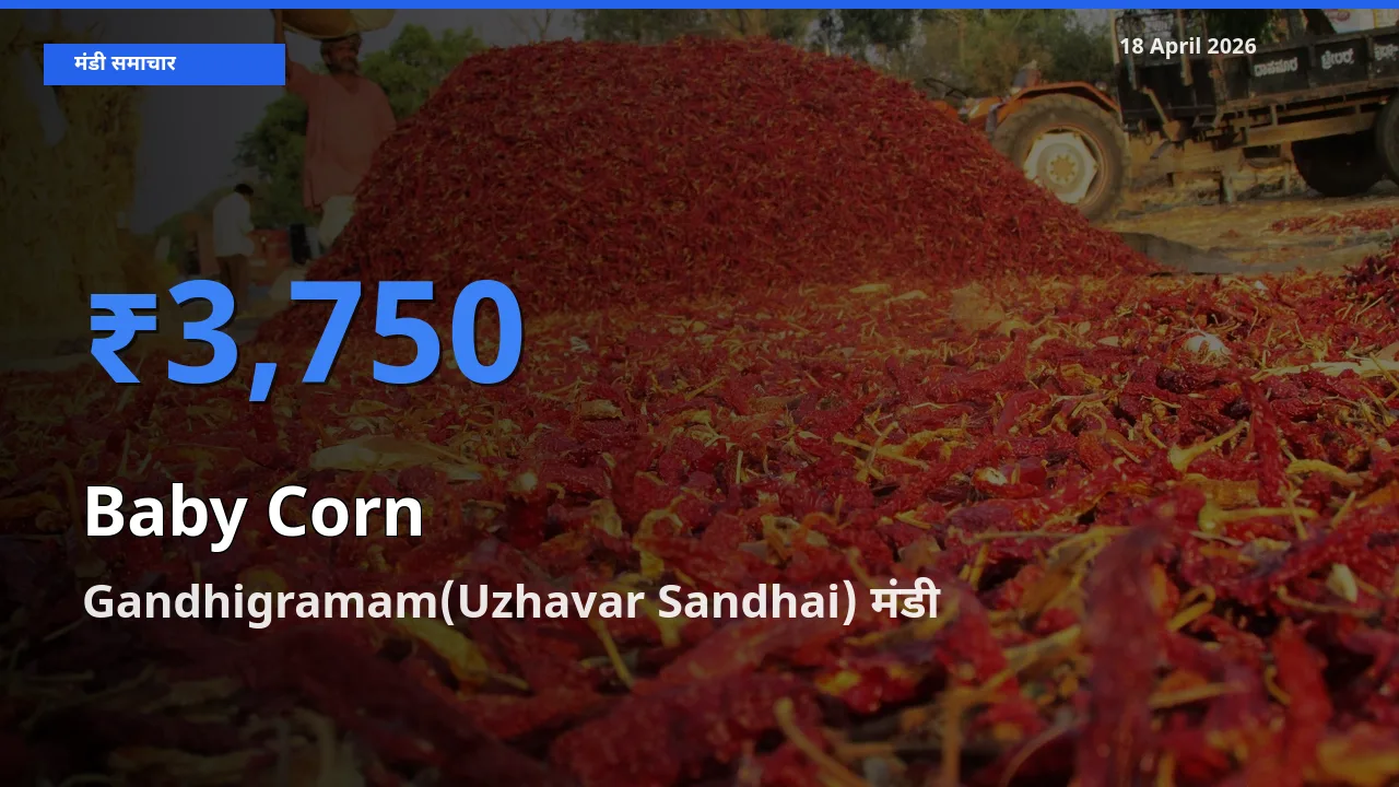 आज बेबी कॉर्न के सबसे ऊँचे दाम ₹3,750 Gandhigramam(Uzhavar Sandhai) मंडी में