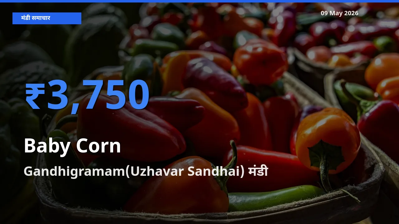 आज बेबी कॉर्न के सबसे ज़्यादा दाम Gandhigramam(Uzhavar Sandhai) मंडी में दर्ज