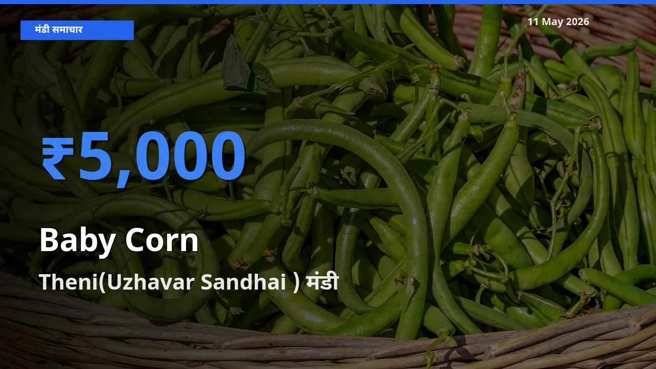 टॉप मंडी बना Theni(Uzhavar Sandhai )! बेबी कॉर्न के सबसे ऊँचे दाम यहीं दर्ज