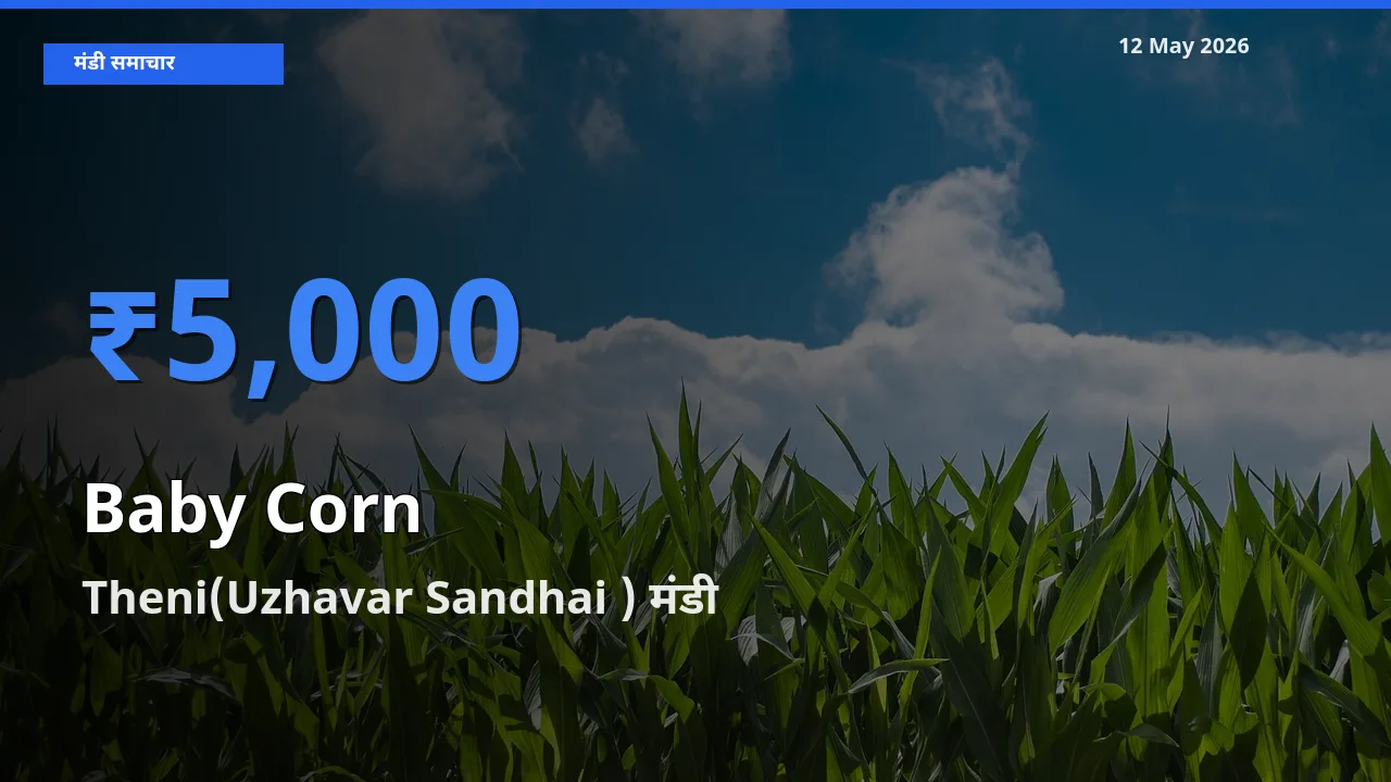 आज बेबी कॉर्न के सबसे ज़्यादा दाम Theni(Uzhavar Sandhai ) मंडी में दर्ज