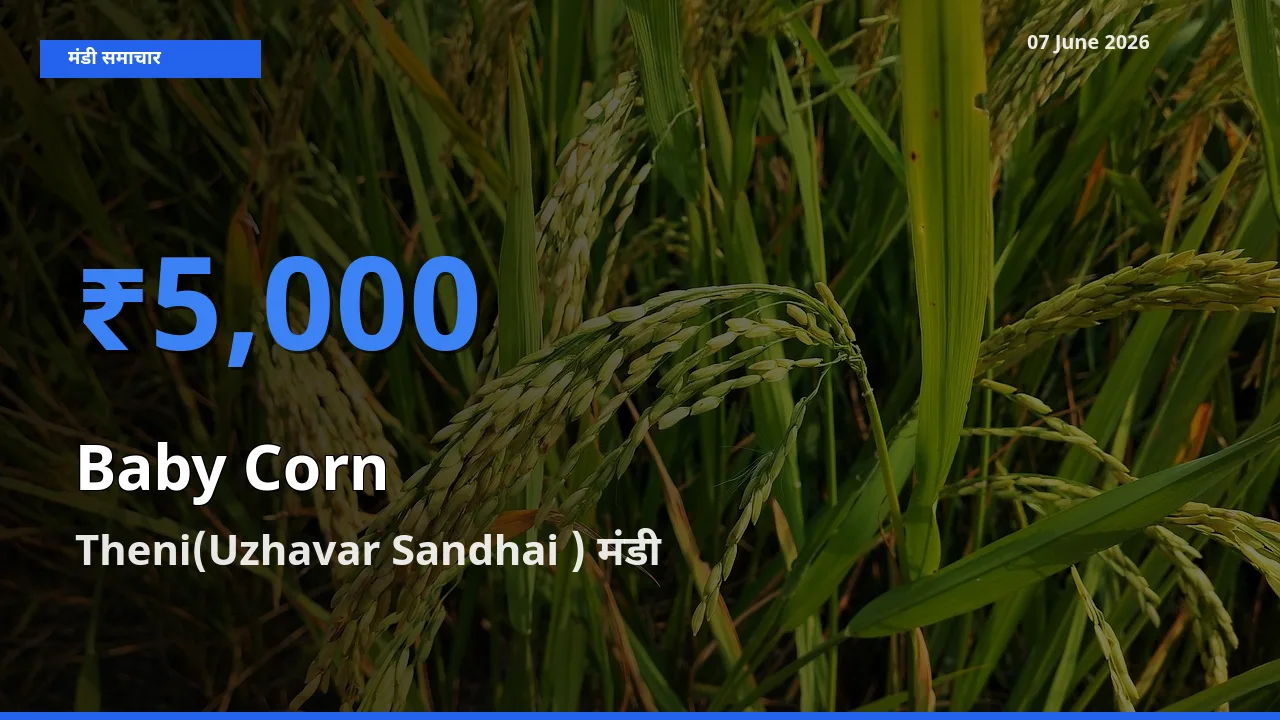 Theni(Uzhavar Sandhai ) मंडी में बेबी कॉर्न ₹5,000 पर पहुँचा – आज का सर्वोच्च भाव