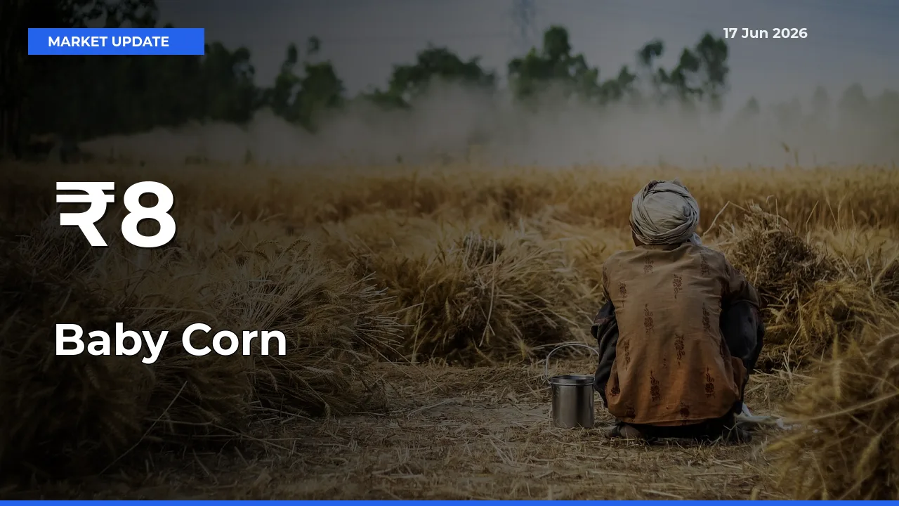 Strong Trend in Baby Corn Rates Across Multiple Mandis – What It Means for Traders