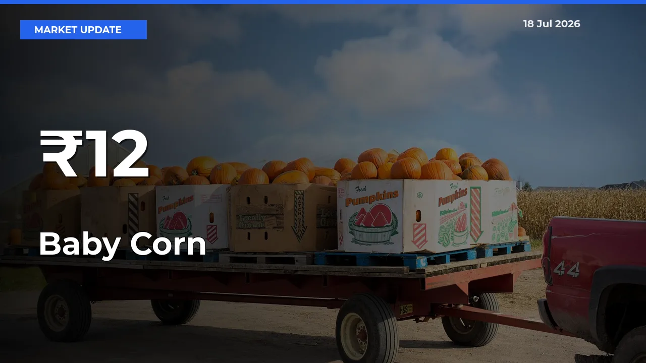Baby Corn Prices Gain Momentum Across 12+ Mandis – Market Trend Strengthens