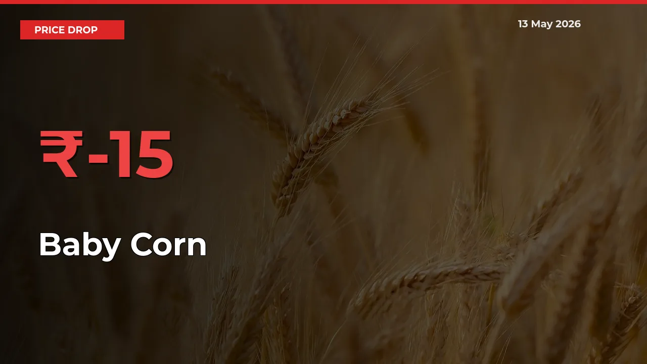 Baby Corn Prices Drop 15.01% in 24 Hours at Major Mandis