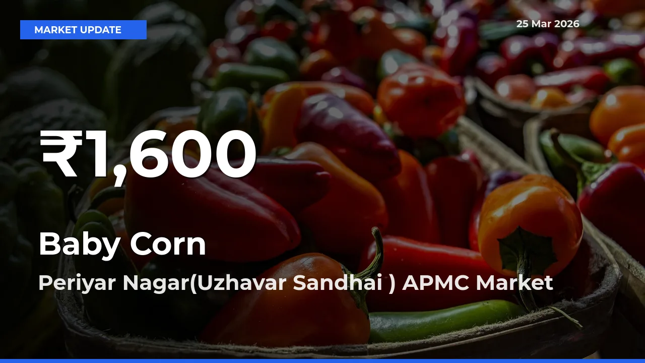 Why Baby Corn Prices Slumped in Periyar Nagar(Uzhavar Sandhai ) APMC – 30-Day Low Today