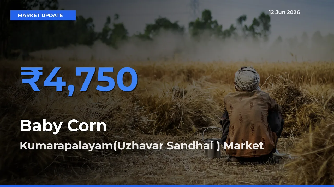 Market Watch: Kumarapalayam(Uzhavar Sandhai ) Becomes Top Mandi for Baby Corn