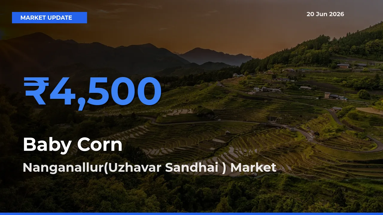 Nanganallur(Uzhavar Sandhai ) Tops Baby Corn Rates – June 20 Market Update