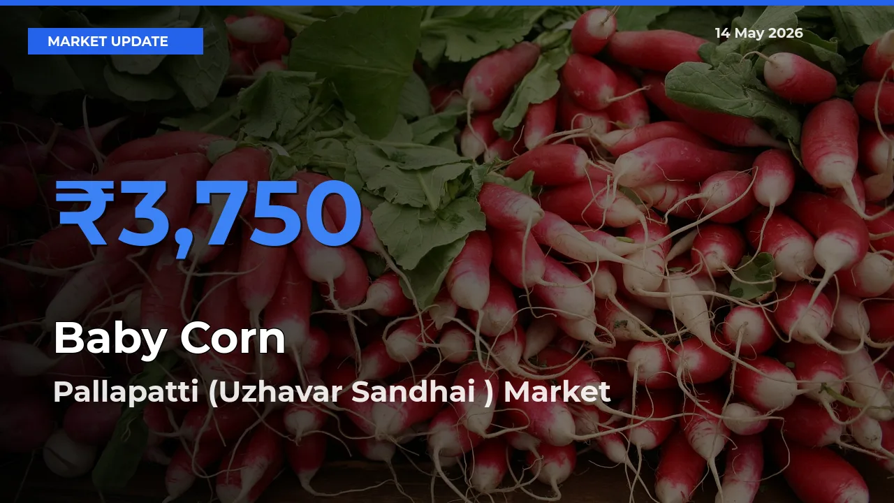 Top Performer! Pallapatti (Uzhavar Sandhai ) Offers Best Baby Corn Price Today