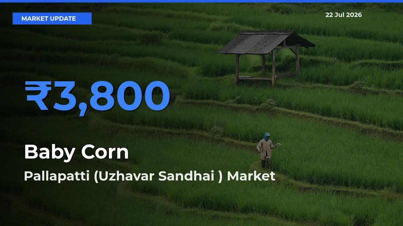 Pallapatti (Uzhavar Sandhai ) Records Highest ₹3,800 Rate for Baby Corn