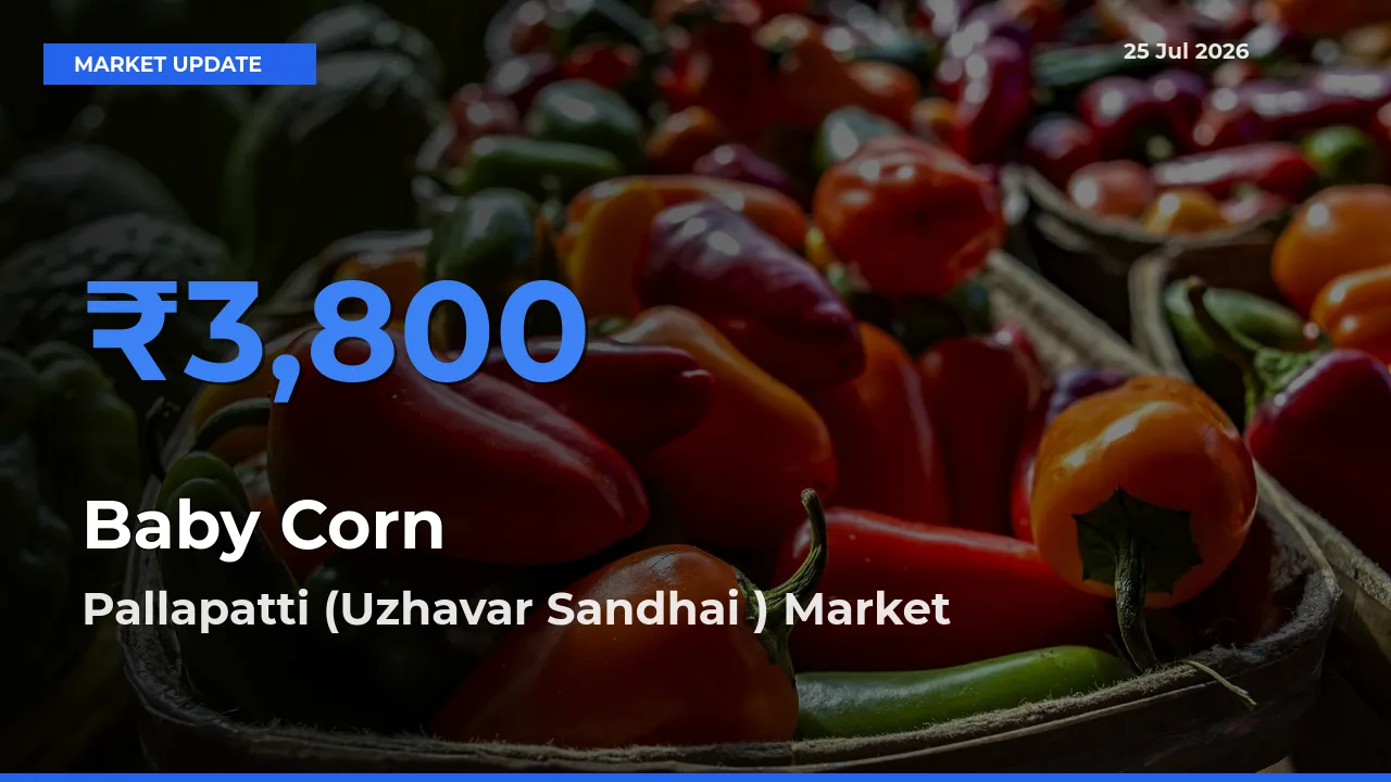Pallapatti (Uzhavar Sandhai ) Offers ₹3,800 – Highest Baby Corn Rate Today