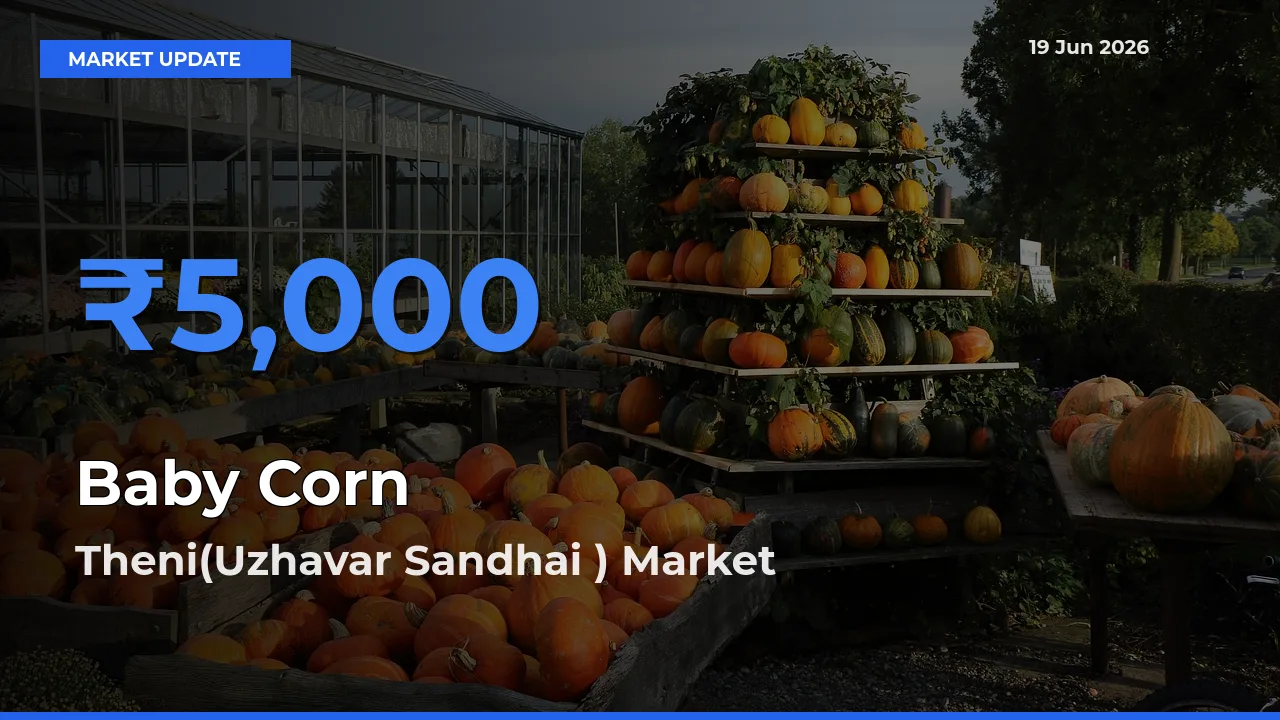 Theni(Uzhavar Sandhai ) Tops Baby Corn Rates – June 19 Market Update