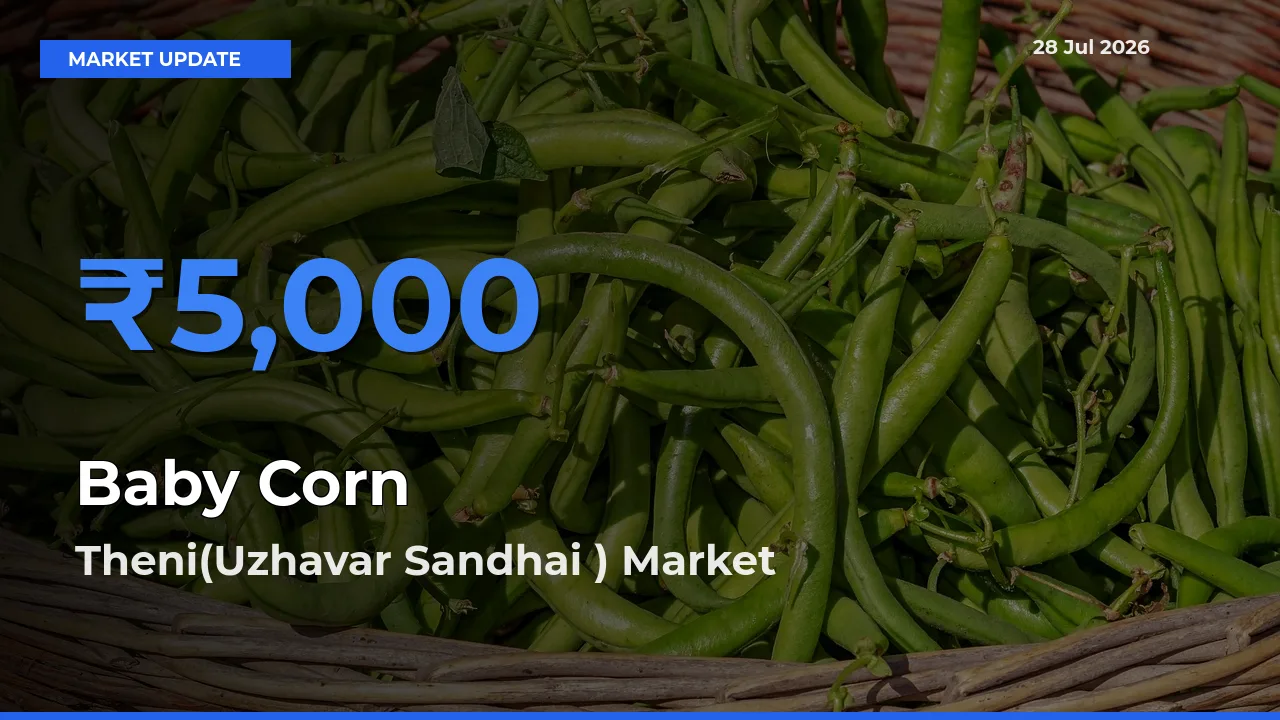 Theni(Uzhavar Sandhai ), Tamil Nadu Records Highest ₹5,000 Rate for Baby Corn