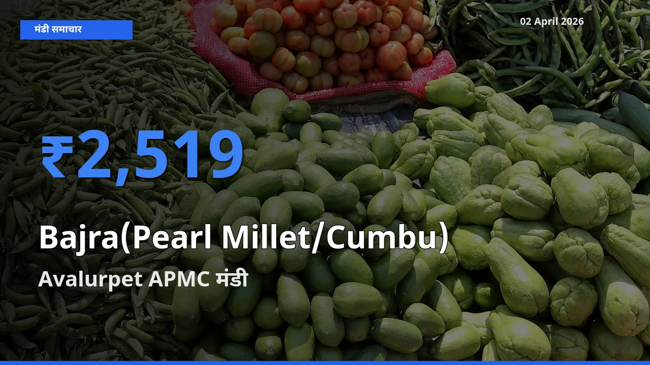 आज बाजरा (मोती बाजरा/कंबू) के सबसे ऊँचे दाम ₹2,519 Avalurpet APMC मंडी में
