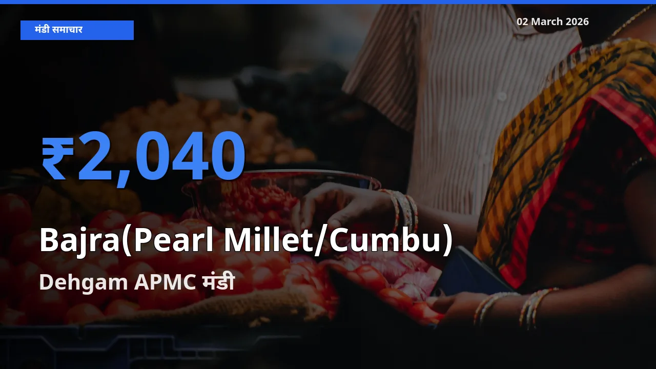 टॉप मंडी बना Dehgam APMC! बाजरा (मोती बाजरा/कंबू) के सबसे ऊँचे दाम यहीं दर्ज