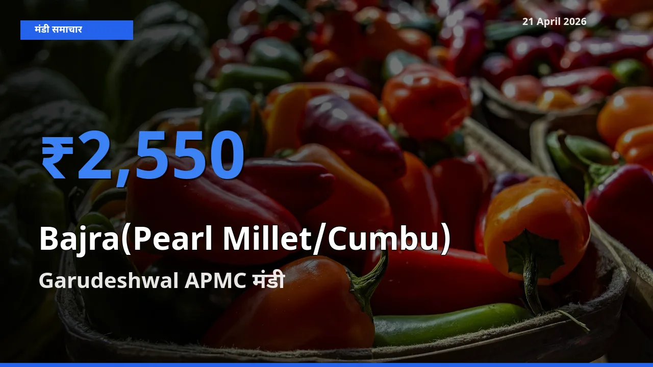21 April अपडेट: बाजरा (मोती बाजरा/कंबू) के सबसे ऊँचे दाम Garudeshwal APMC मंडी में