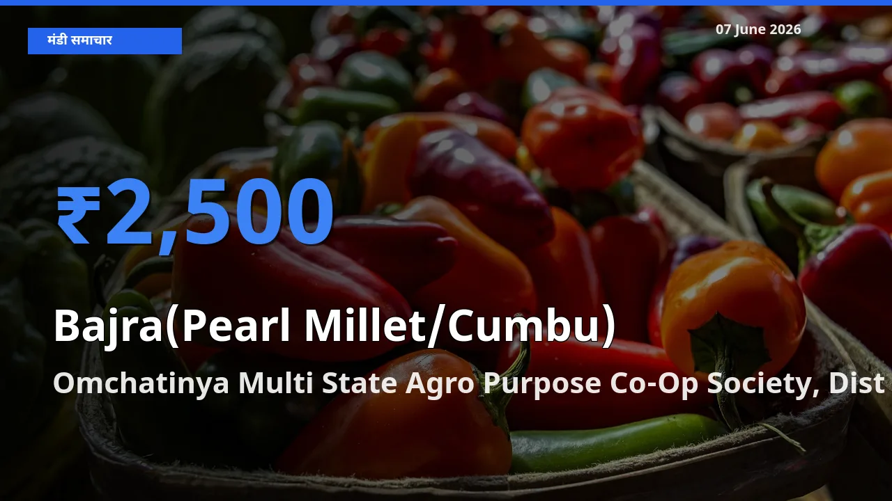 Omchatinya Multi State Agro Purpose Co-Op Society, Dist Ahilyanagar मंडी में बाजरा (मोती बाजरा/कंबू) ₹2,500 पर पहुँचा – आज का सर्वोच्च भाव