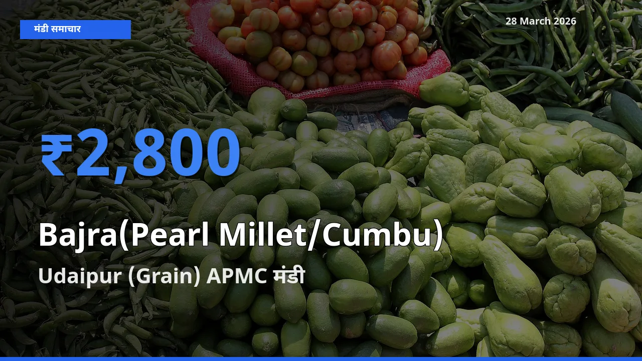 आज का मंडी भाव: बाजरा (मोती बाजरा/कंबू) के सबसे ज़्यादा दाम Udaipur (Grain) APMC में