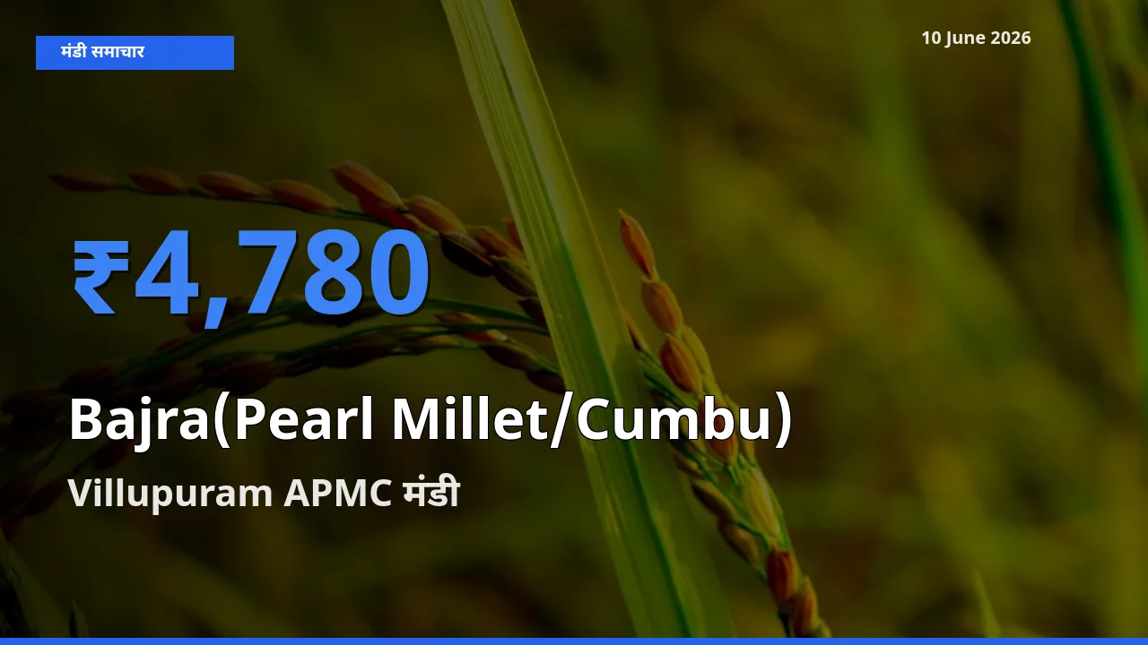 Villupuram APMC मंडी में बाजरा (मोती बाजरा/कंबू) ₹4,780 पर पहुँचा – आज का सर्वोच्च भाव