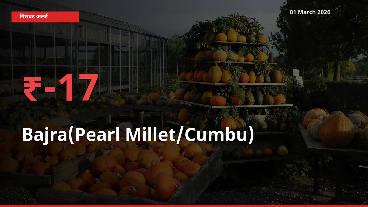 Bajra(Pearl Millet/Cumbu) 16.57% गिरा, मंडी