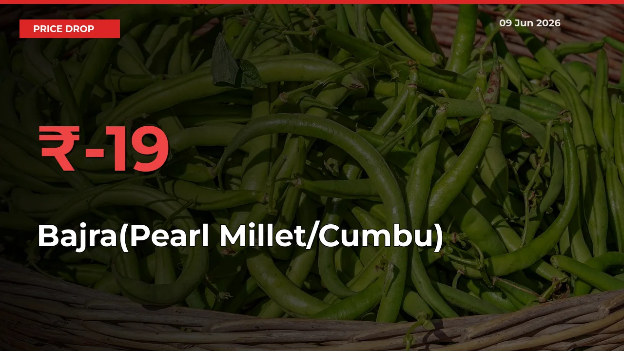 Sharp Fall! Bajra(Pearl Millet/Cumbu) Prices Plunge 18.76% in a Day at Key Mandis