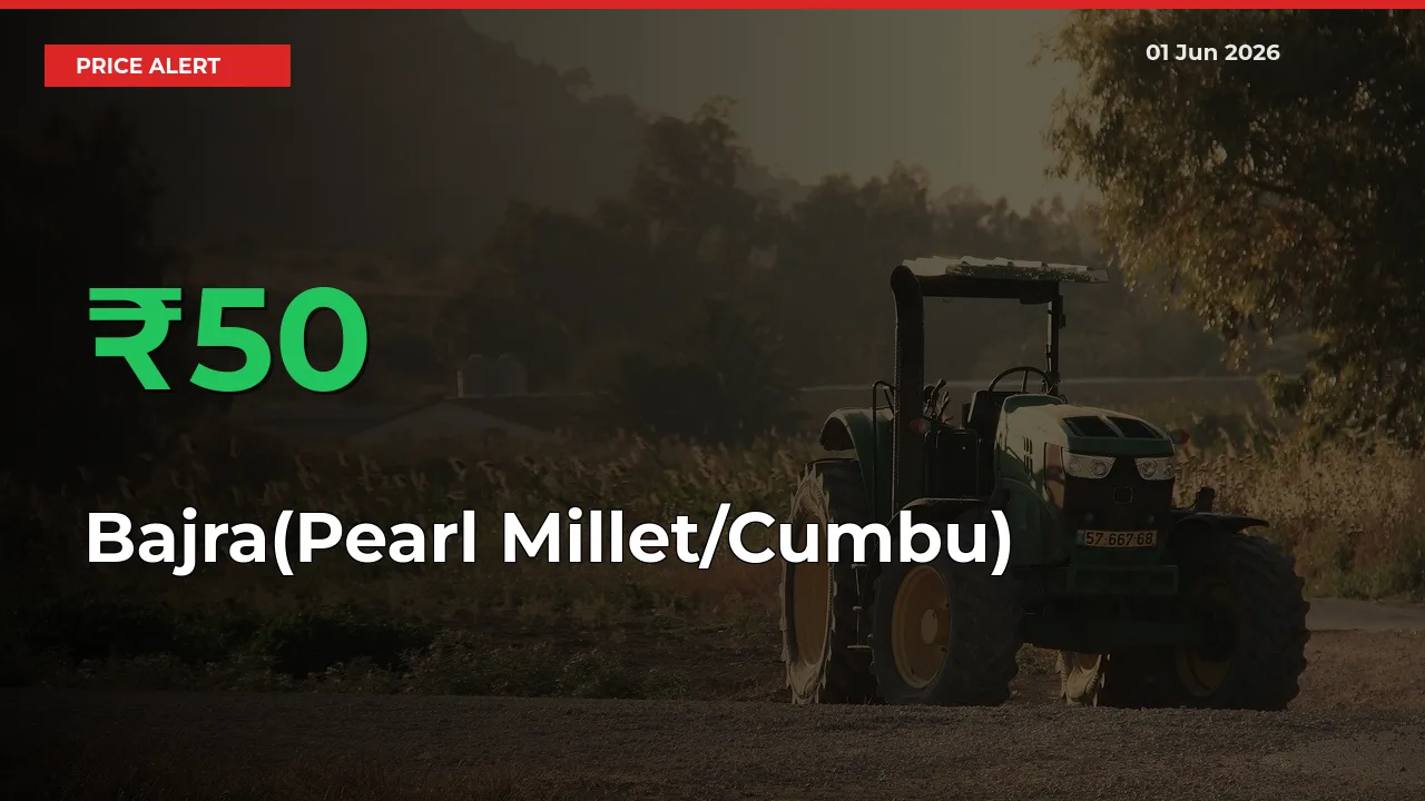 Big Rally! Bajra(Pearl Millet/Cumbu) Climbs 49.98% in 24 Hours at Top Mandis