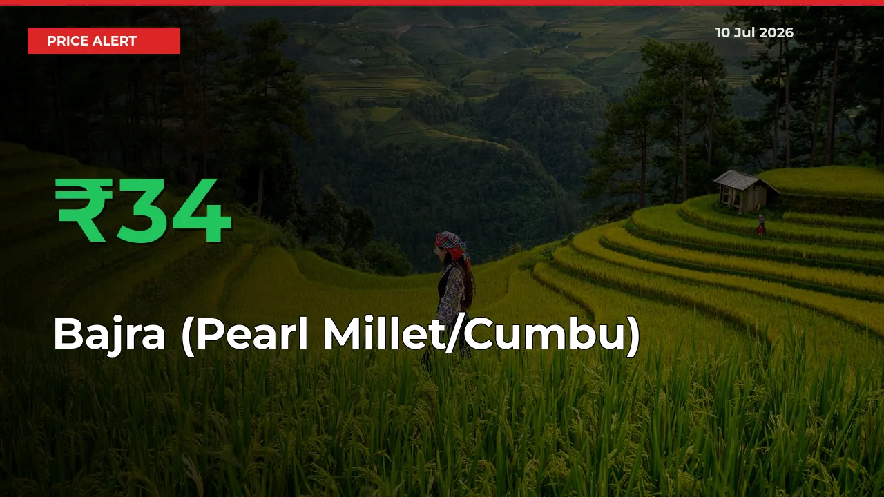 Big Rally! Bajra (Pearl Millet/Cumbu) Climbs 34.37% in 24 Hours at Top Mandis