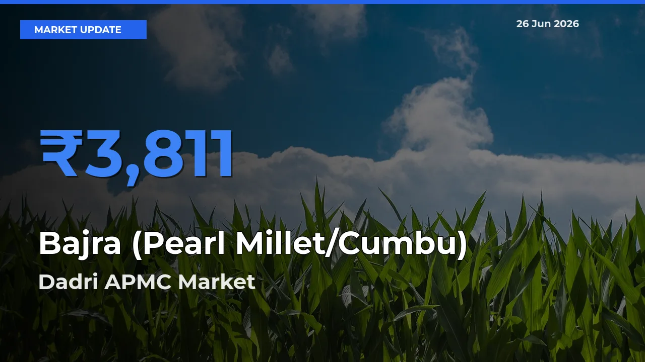 Bajra (Pearl Millet/Cumbu) Mandi Rate Today: Dadri APMC Tops the List