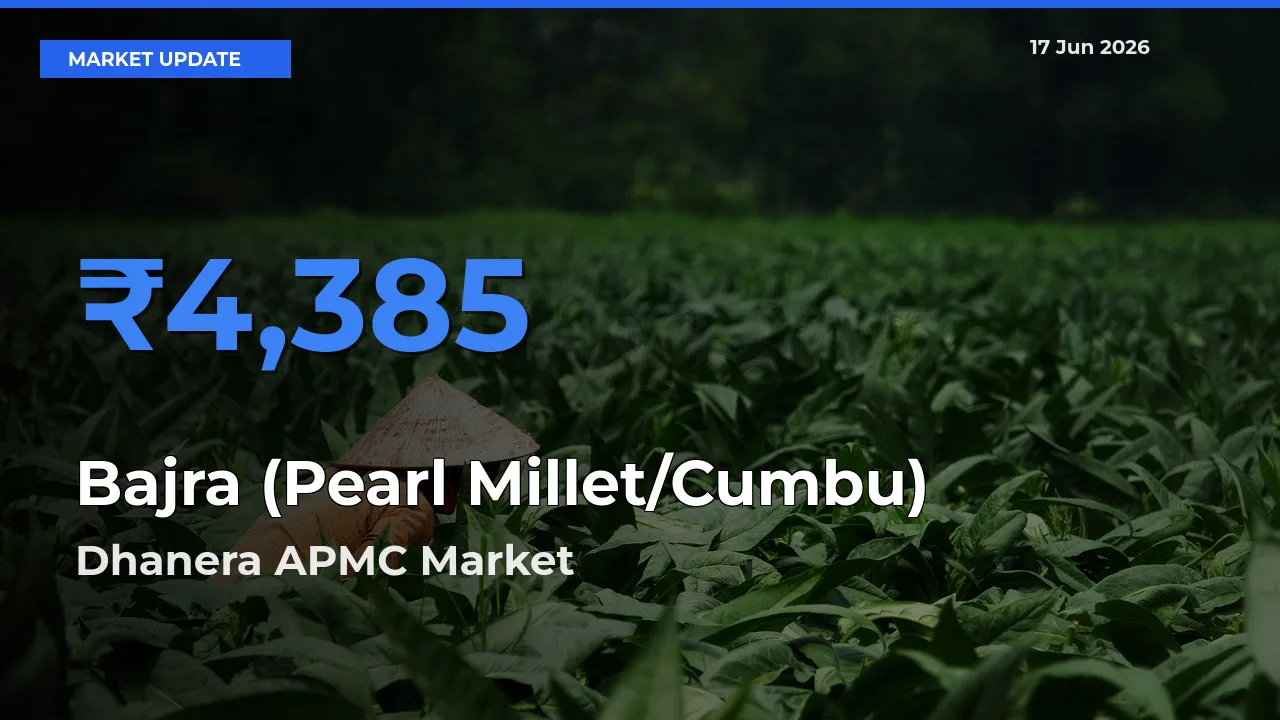 Dhanera APMC Offers ₹4,385 – Highest Bajra (Pearl Millet/Cumbu) Rate Today